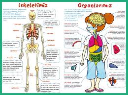 Iskelet Sistemi Ve Organlarimiz Posteri Ortaokul Fen Bilgisi 4 Sinif Fen Hayat Bilgisi
