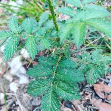 Image result for Agrimonia