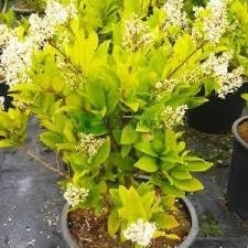 Japanese Privet Waxleaf Privet Texanum Ligustrum Japonicum Texanum Oleaceae Sms Marmara Group