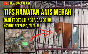 Cara Merawat Burung Anis Merah Trotol Jantan Biar Cepat Bunyi Maswisnu Com