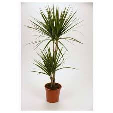 Dracaena Marginata Madagascar Dragon Tree Houseplant 19cm At Homebase Be Inspired And Make Your House A Home Indoor Plants Dragon Tree Indoor Plant Pots