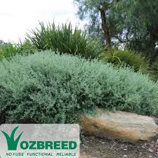 Image result for Rhagodia