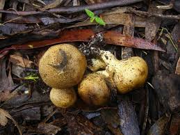 Image result for Scleroderma cepa