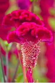 Nice Rare Flowers Dreamy Nature Beautiful Flowers Unusual Flowers Rare Flowers