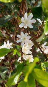 Image result for Coffea racemosa