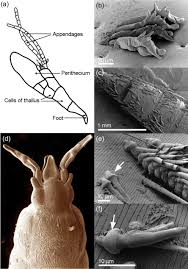 These mites feed on the dead skin of humans and live in their hair follicles which benefits the mite. Parasitic Fungi An Overview Sciencedirect Topics