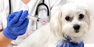 You may see one of our vet techs floating around. Castro Valley Animal Hospital Where Animals Are People Too State Of The Art Full Service Routine Preventative And Emergency Animal Hospital Open 24 Hours 365 Days