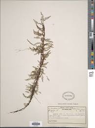 Image result for Athyrium schimperi