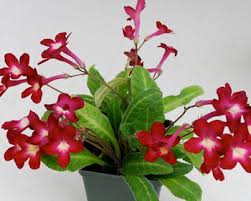 Image result for Streptocarpus buchananii