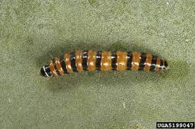 Invertebrate biologist michael warriner says the larvae of this prolific south american moth species, which is active this time of year. Texas Invasives