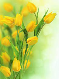 Love Surreal Yellow Tulips Flower Wallpaper Tulips Flowers
