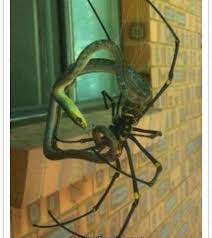 Never Living In Australia The Spider S Eating The Snake Aaaaahhhhhhhh Spider Meanwhile In Australia Bones Funny
