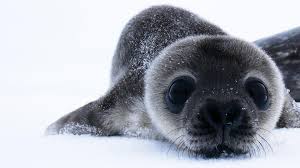 Seal — crazy (hits 2009). How Antarctica S Cutest Baby Seals Grow Up Nova Pbs