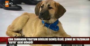 Duserim Eyvallah Da Olmezsem Sikinti Buyuk Dusmek Haber Haberler Komik Kopek Kuyu Madelynn Queen Of Hearts Cecile