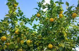 Jun 24, 2021 · even with a stream of kids climbing into the branches to feast, and neighbors and friends stopping by to pick, and our chickens and the birds and raccoons taking their share—the tree still. If Life Gives You Lemons