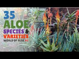 Image result for Aloe ballii