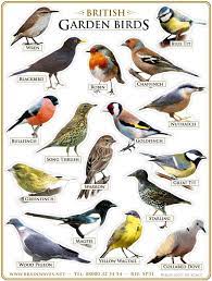 epingle par christi covington sur nature oiseaux des jardins beaux oiseaux les oiseaux du monde