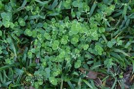 Image result for Drymaria