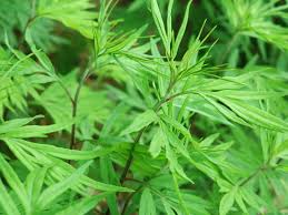 Check spelling or type a new query. How To Grow And Care For Mugwort Artemisia Vulgaris