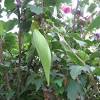 What makes them look like cacti is that they grow mostly in cacti places and their leaves are very sharp. 1