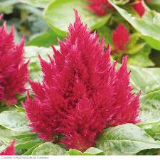 10 Drought Tolerant Plants Drought Tolerant Plants Drought Resistant Plants Plants