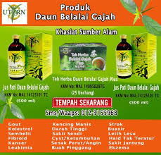 Doktor kata tidak perlu di bedah dan sambung meminum jus tersebut dan ketumbuhan akan hilang. Khasiat Daun Belalai Gajah Facebook