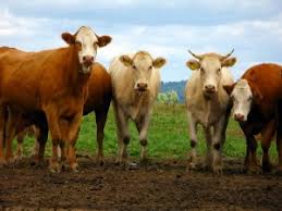 Download moving pictures of cows clipart holstein friesian. Asep Dan Grup Sapi Betinanya Karangan Observasi Catatan Harian