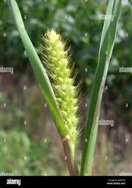 Image result for Setaria viridis