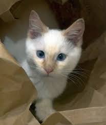 Examples of Compound Words and Word Combinations