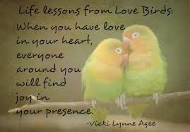 Life Lessons From Love Birds When You Have Love In Your Heart Everyone Around You Will Find Joy In Your Presence Vi Love Birds Quotes Bird Quotes Finding Joy