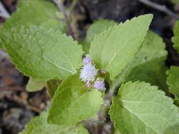Image result for Ageratum conyzoides