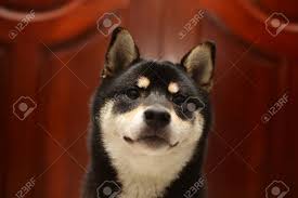 There are 921 shiba inu puppy for sale on etsy, and they cost ₪75.33 on average. Shiba Inu Color Black And Tan Puppy Shiba Inu Dog 6 Months Stock Photo Picture And Royalty Free Image Image 109242740