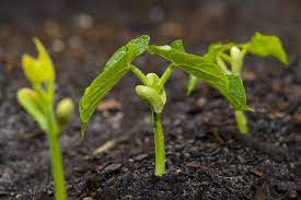 Pole beans will need some type of support to grow on. Bean Seed Starting Tips