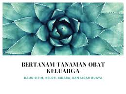 Cara buat rebusan daun kelor plus jahe / salah satu manfaat daun kelor adalah untuk mengobati rematik. Daun Sirih Kelor Bidara Dan Lidah Buaya Tanaman Obat Yang Mudah Dibudidaya