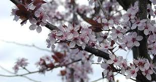 Acer pseudoplatanus seedlings available for planting now. How To Care For A Flowering Plum Tree