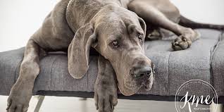 Square in body, but females may be slightly longer than tall. Magnus Is The Dog Day Getaway Dog Of The Month For April 2017