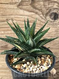 Image result for Haworthia limifolia