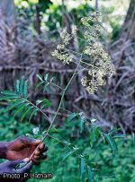 Image result for Lovoa swynnertonii