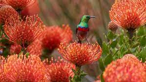 male southern double collared sunbird on a rocket pincushion flower cape town south africa japanese hot springs pollinator week light in the dark