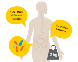 Biogaia Probiotics Good And Bad Gut Bacteria Gut Problem