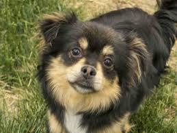 I Am A Male Black And Tan Chihuahua Long Haired Mix The Shelter Staff Think I Am About 1 Year And 1 Month Old Chihuahua Chihuahua Mix Long Haired Chihuahua