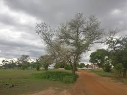 Image result for Faidherbia