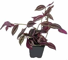 We did not find results for: Beautiful House Plants That Are Actually Purple Apartment Therapy