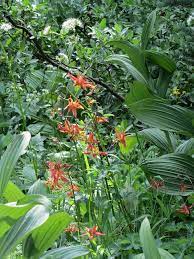 Pin On Native Plants Clackamas Oregon