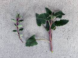 Maybe you would like to learn more about one of these? Catmints And Catnip Which Is Purrfect For Your Garden Umn Extension