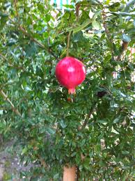 Pomme de grenade ( i think that is how. Pomegranates All Over The Place In The City Of Granada