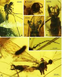 Image result for Trichoneura