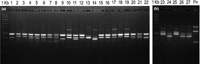 Image result for Acroceras macrum