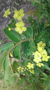 Image result for Sphedamnocarpus pruriens