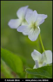 Image result for Rinorea brachypetala